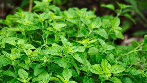 Oregano Oil for Tooth Pain & Infection