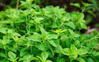 Oregano Oil for Tooth Pain & Infection: Benefits + Uses