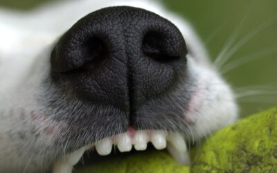 How Many Teeth do Dogs have? Puppy vs Adult Dog Guide